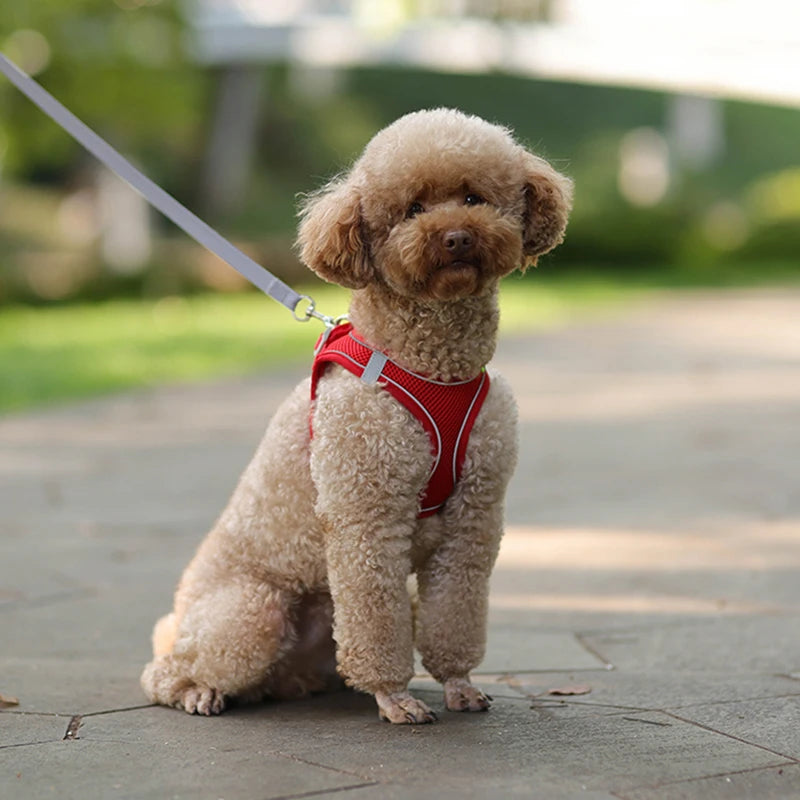 Pettorina Mesh con Guinzaglio per Cani e Gatti