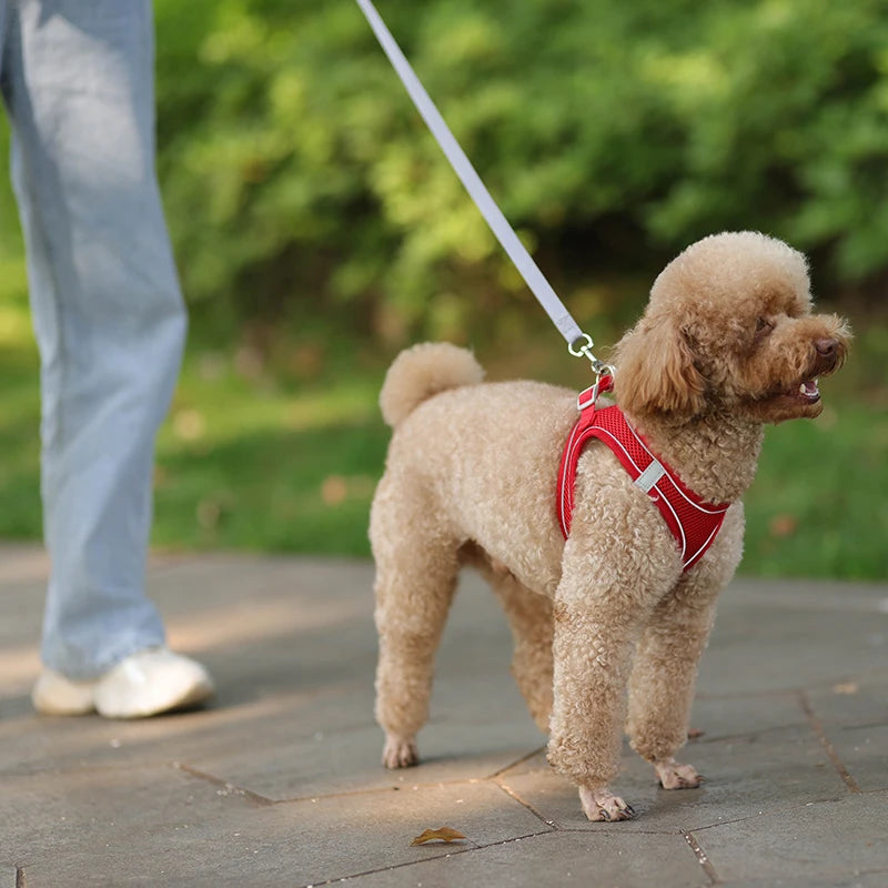 Pettorina Mesh con Guinzaglio per Cani e Gatti