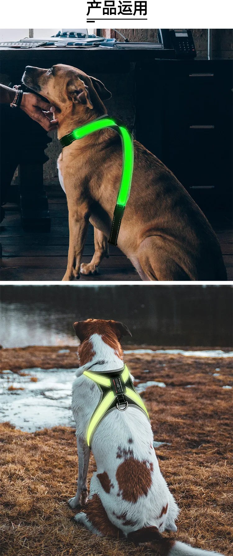 Pettorina LED Colorata per Cani