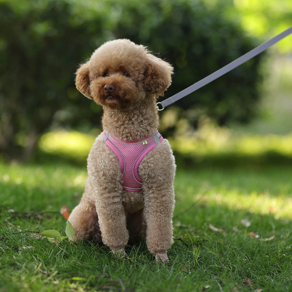 Pettorina Mesh con Guinzaglio per Cani e Gatti