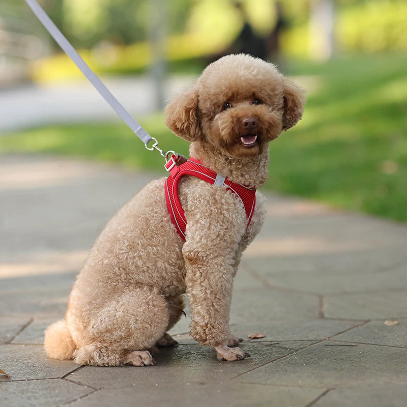 Pettorina Mesh con Guinzaglio per Cani e Gatti