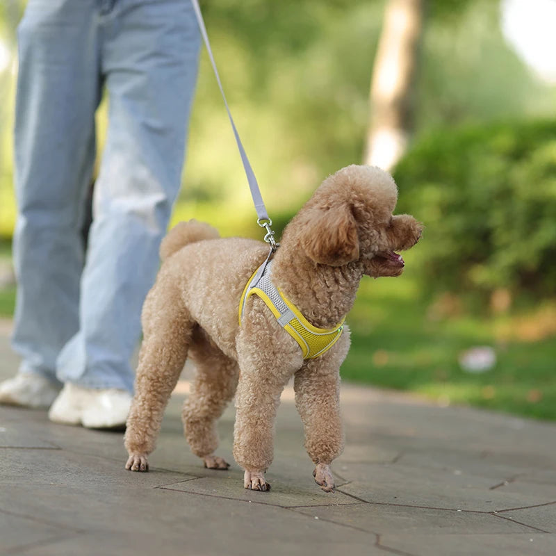 Pettorina Mesh con Guinzaglio per Cani e Gatti