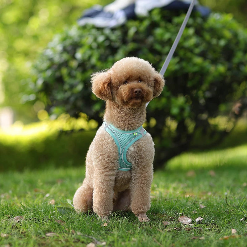 Pettorina Mesh con Guinzaglio per Cani e Gatti