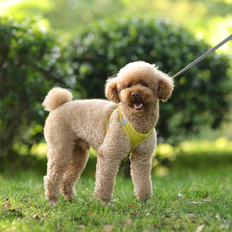 Pettorina Mesh con Guinzaglio per Cani e Gatti