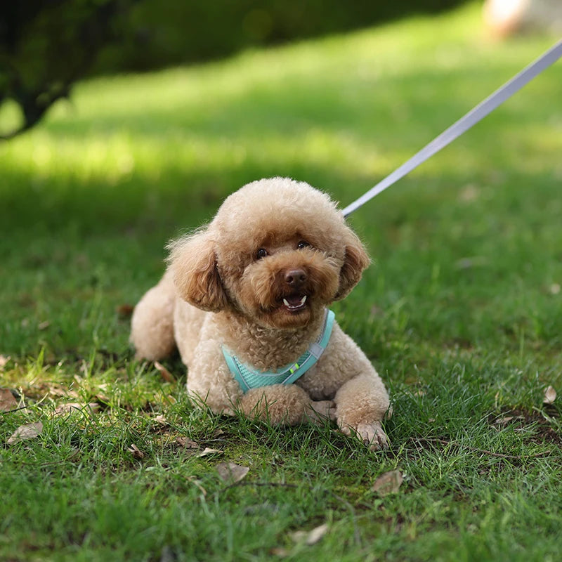 Pettorina Mesh con Guinzaglio per Cani e Gatti