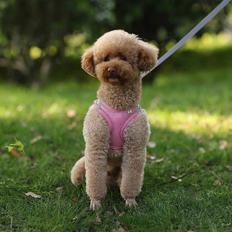 Pettorina Mesh con Guinzaglio per Cani e Gatti