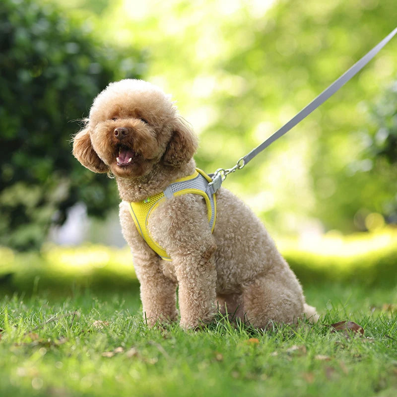 Pettorina Mesh con Guinzaglio per Cani e Gatti